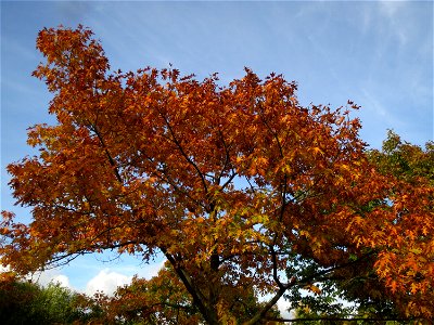 Roteiche (Quercus rubra) im Landesgartenschaupark Hockenheim