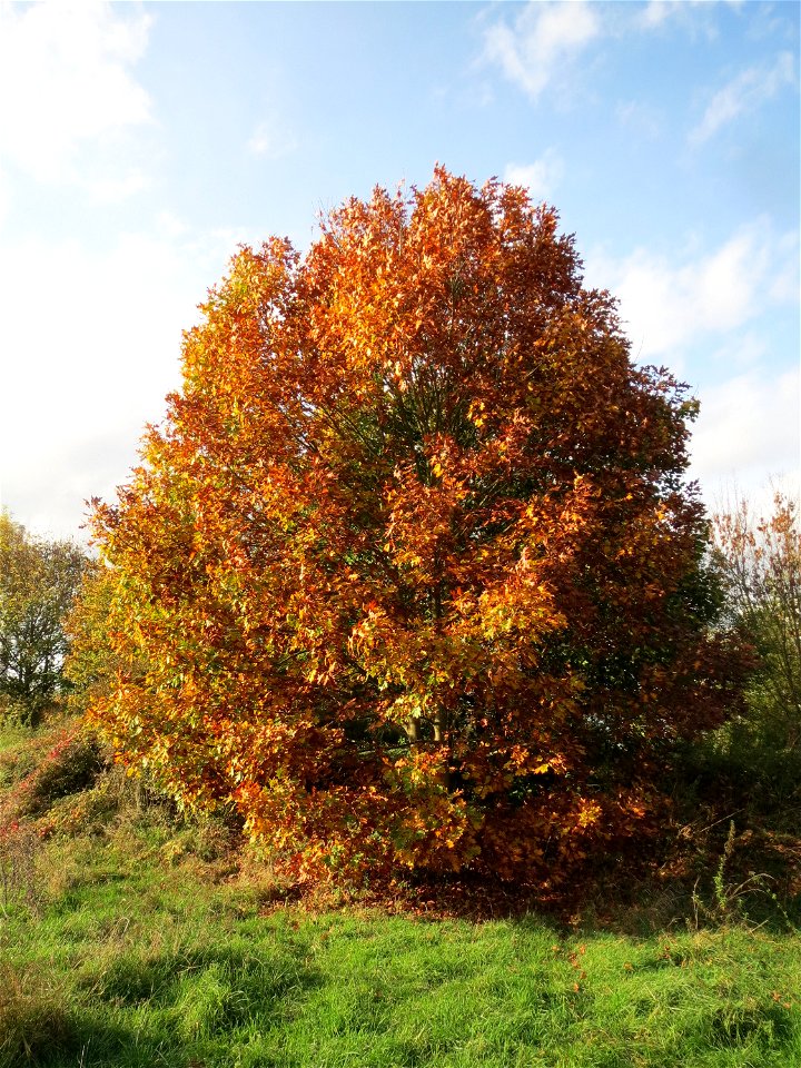 Roteiche (Quercus rubra) im Naturschutzgebiet St. Arnualer Wiesen