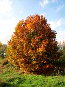 Roteiche (Quercus rubra) im Naturschutzgebiet St. Arnualer Wiesen photo