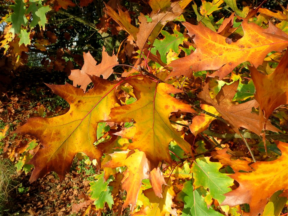 Roteiche (Quercus rubra) im Naturschutzgebiet St. Arnualer Wiesen