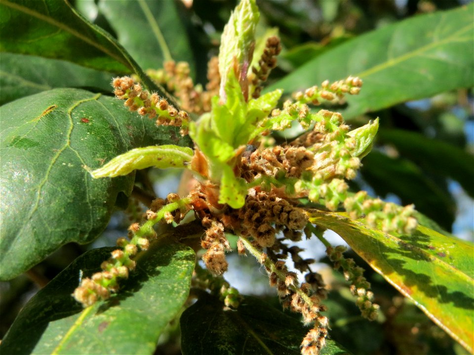 Roteiche (Quercus rubra) am Staden in Saarbrücken