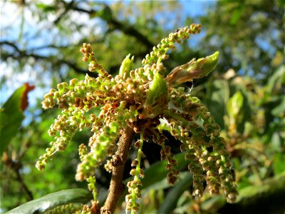 Roteiche (Quercus rubra) am Staden in Saarbrücken