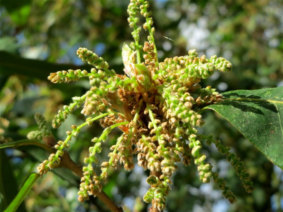 Roteiche (Quercus rubra) am Staden in Saarbrücken