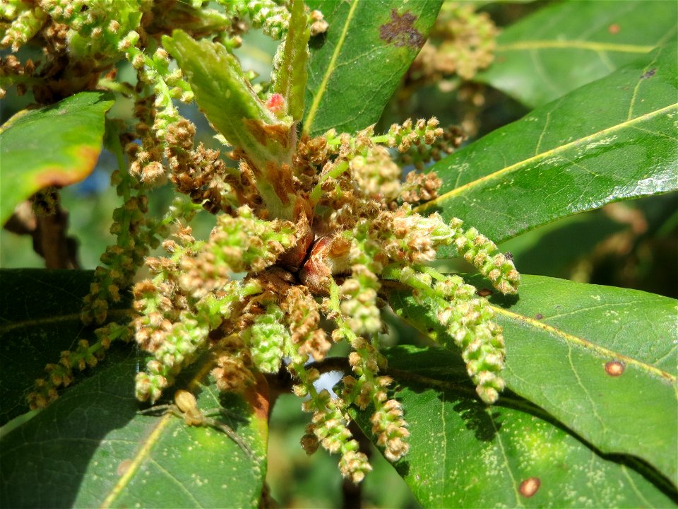 Roteiche (Quercus rubra) am Staden in Saarbrücken