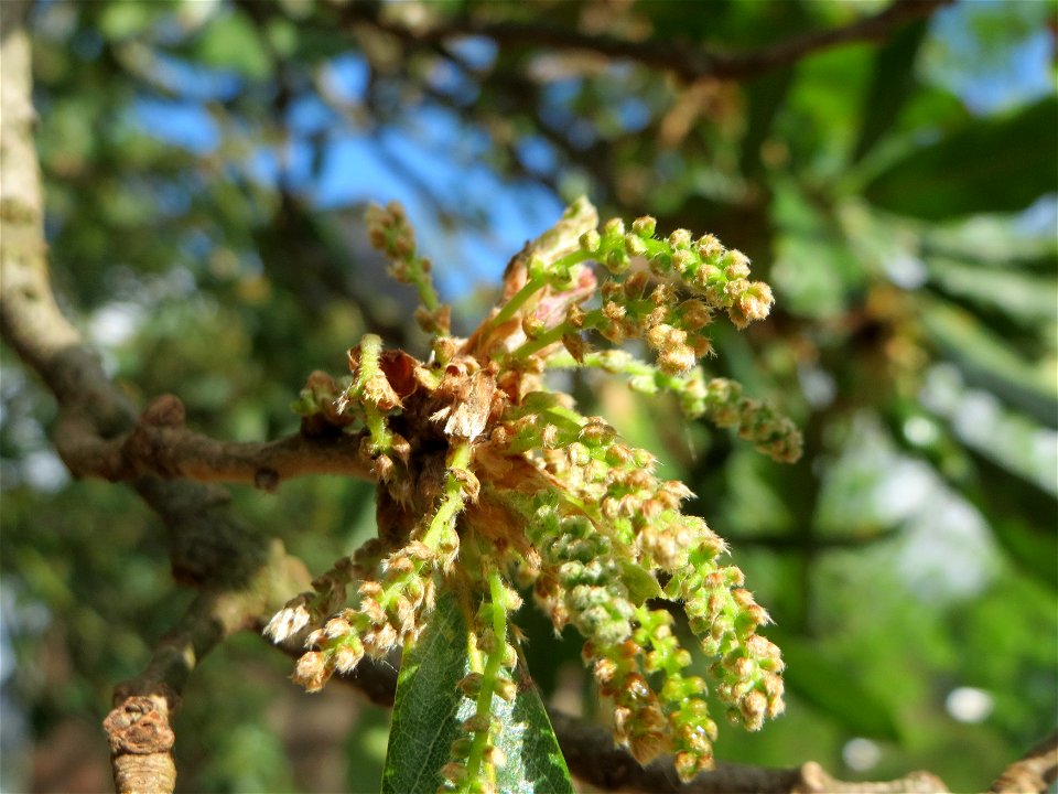 Roteiche (Quercus rubra) am Staden in Saarbrücken