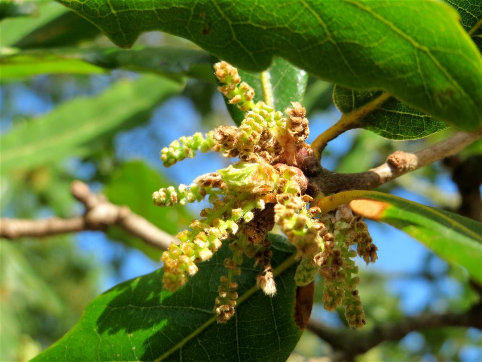 Roteiche (Quercus rubra) am Staden in Saarbrücken