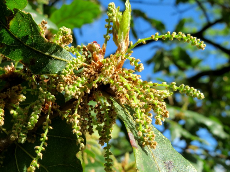 Roteiche (Quercus rubra) am Staden in Saarbrücken
