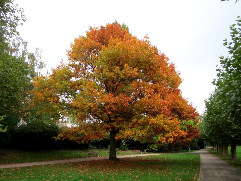 Roteiche (Quercus rubra) am Staden in Saarbrücken
