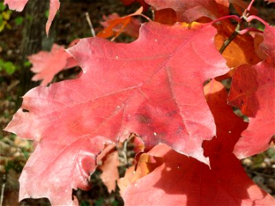 Roteiche (Quercus rubra) im Schwetzinger Hardt