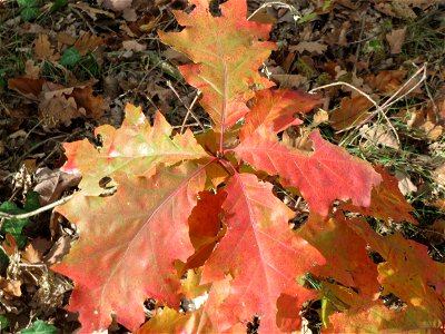Roteiche (Quercus rubra) im Schwetzinger Hardt
