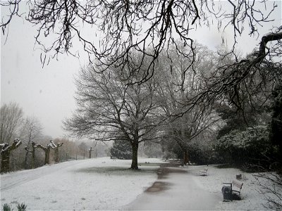 Roteiche (Quercus rubra) am Staden in Saarbrücken (Schneefall am 7. März 2016)
