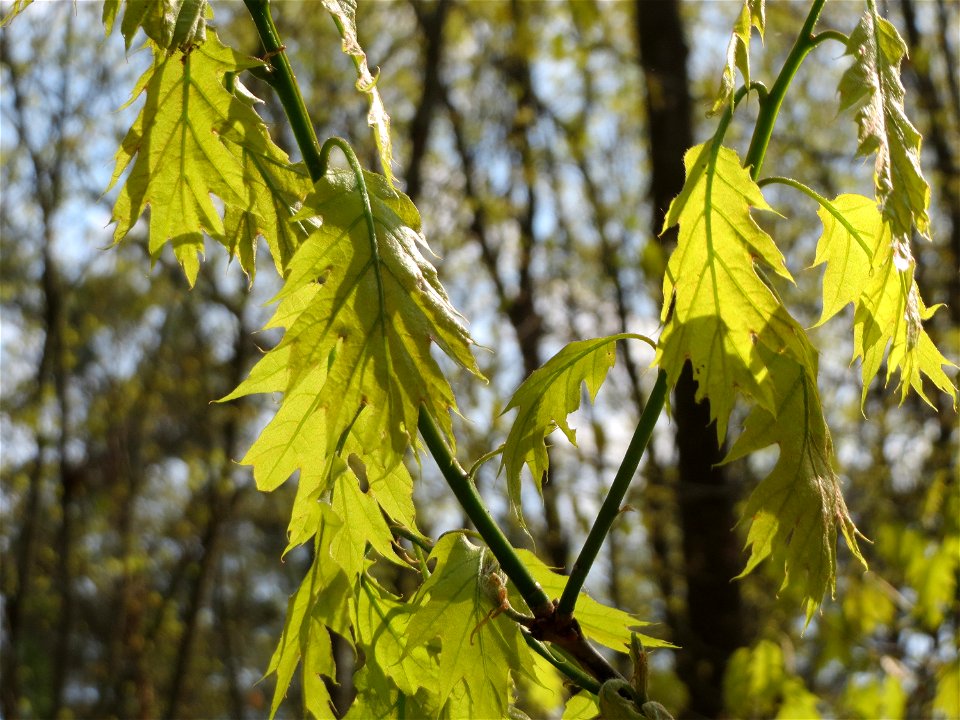 Roteiche (Quercus rubra) im Unteren Saubusch (Bannwaldbereich) im Schwetzinger Hardt
