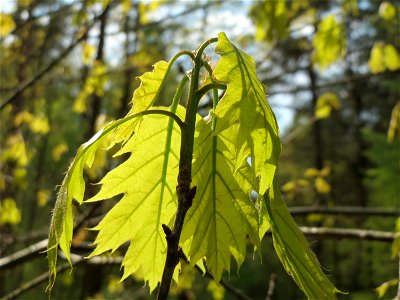 Roteiche (Quercus rubra) im Unteren Saubusch (Bannwaldbereich) im Schwetzinger Hardt