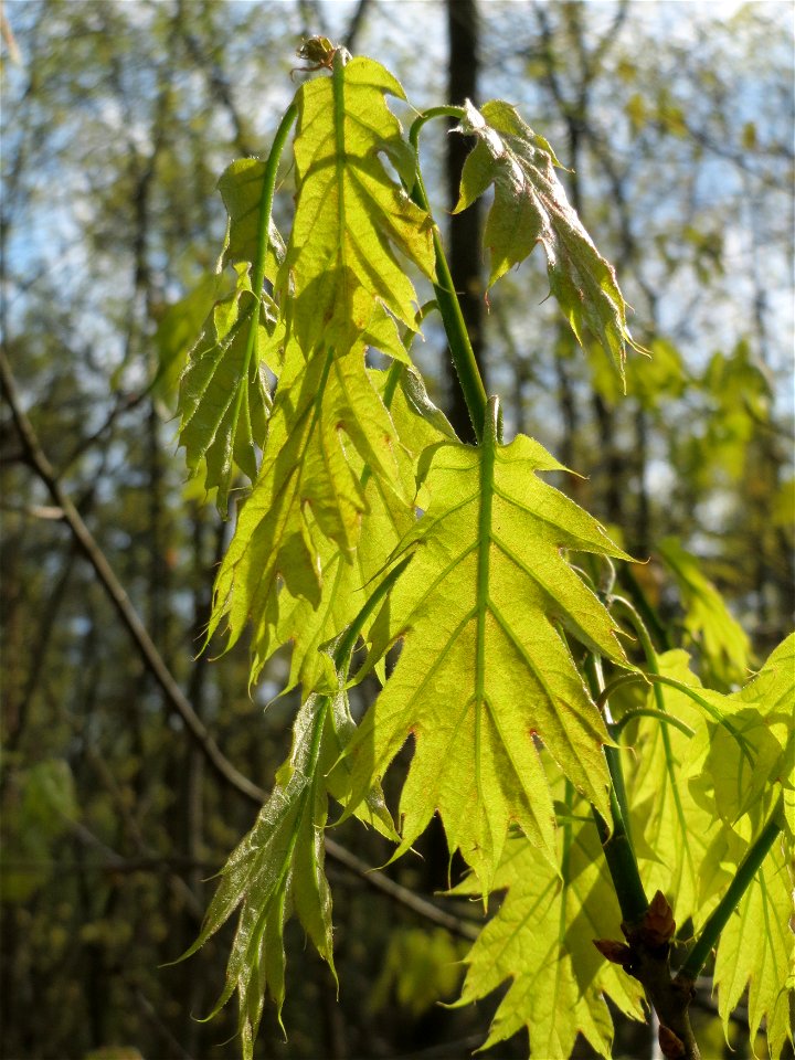 Roteiche (Quercus rubra) im Unteren Saubusch (Bannwaldbereich) im Schwetzinger Hardt