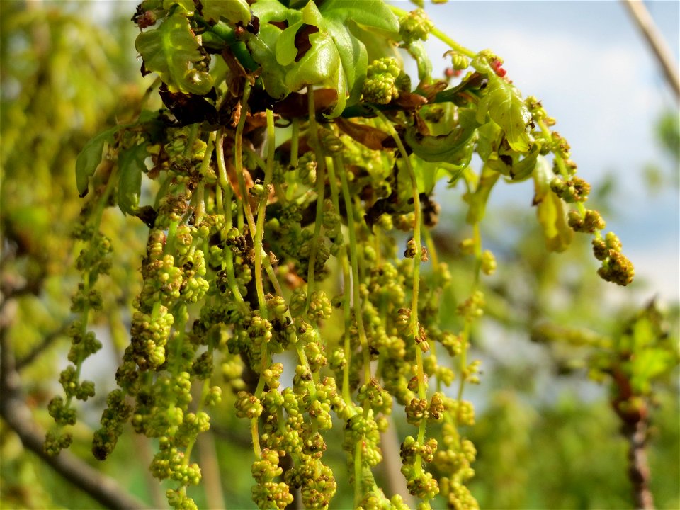 Blüte der Roteiche (Quercus rubra) im Landschaftsschutzgebiet Hockenheimer Rheinbogen