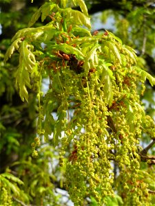 Blüte der Roteiche (Quercus rubra) im Landschaftsschutzgebiet Hockenheimer Rheinbogen