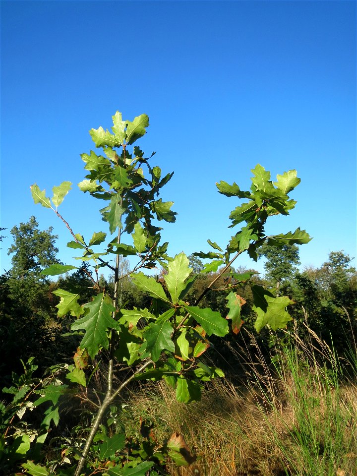 Junge Roteiche (Quercus rubra) auf einer Rodungsfläche zwischen B36 und L722 im Schwetzinger Hardt