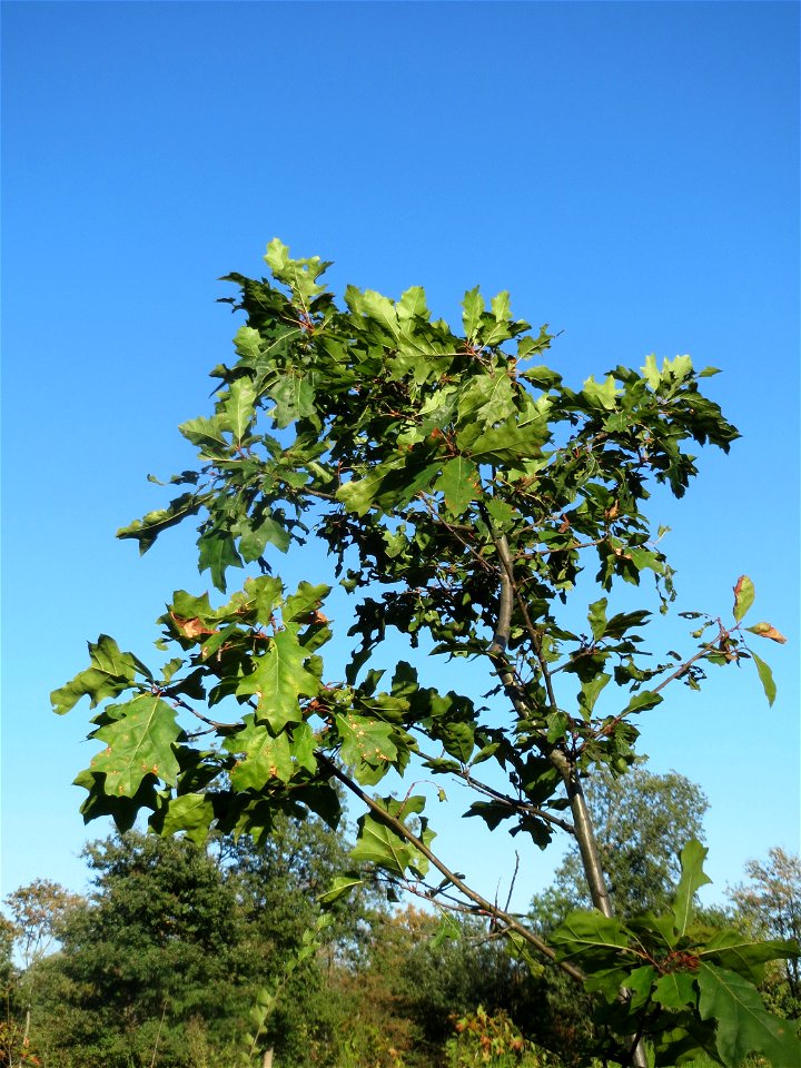 Junge Roteiche (Quercus rubra) auf einer Rodungsfläche zwischen B36 und L722 im Schwetzinger Hardt