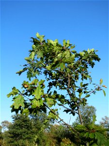Junge Roteiche (Quercus rubra) auf einer Rodungsfläche zwischen B36 und L722 im Schwetzinger Hardt