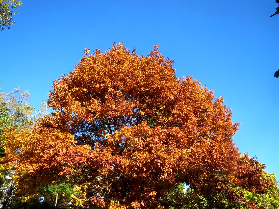 Roteiche (Quercus rubra) am Staden in Saarbrücken