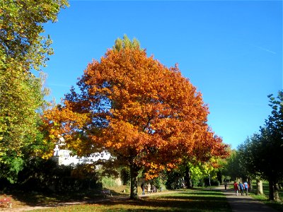 Roteiche (Quercus rubra) am Staden in Saarbrücken