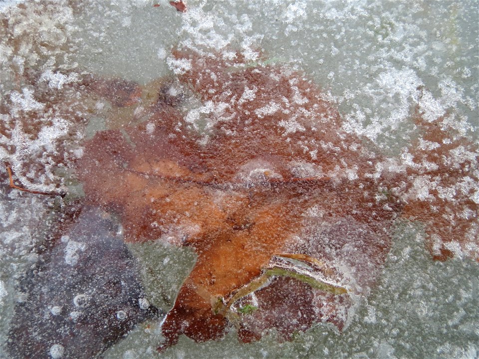Blatt einer Roteiche (Quercus rubra) auf einem gefrorenen Teich im Landesgartenschaupark Hockenheim