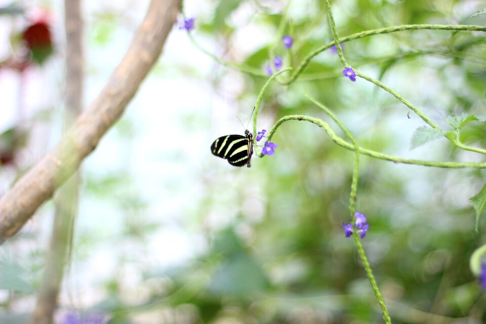 Insect purple blossom