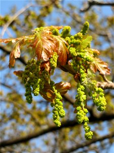Blüten der Roteiche (Quercus rubra) in Saarbrücken