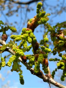 Blüten der Roteiche (Quercus rubra) in Saarbrücken