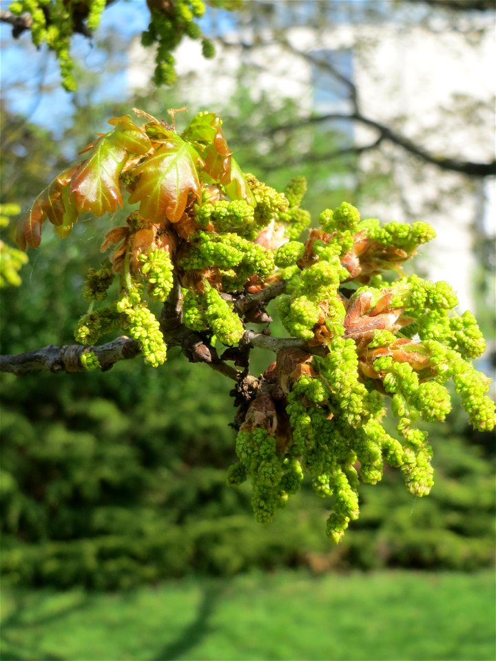 Blüten der Roteiche (Quercus rubra) in Saarbrücken