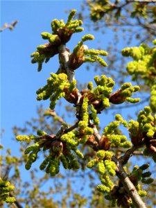 Blüten der Roteiche (Quercus rubra) in Saarbrücken