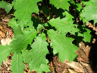 Blätter einer Roteiche (Quercus rubra) am Hockenheimer Baggersee in der Schwetzinger Hardt