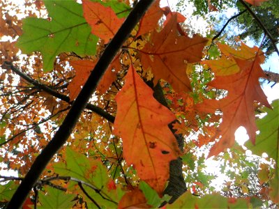Rot-Eiche (Quercus rubra) im Landschaftsschutzgebiet „Drahtzugweiher und das Habsterwiesental“ in Alt-Saarbrücken - Ursprung: Nord-Amerika