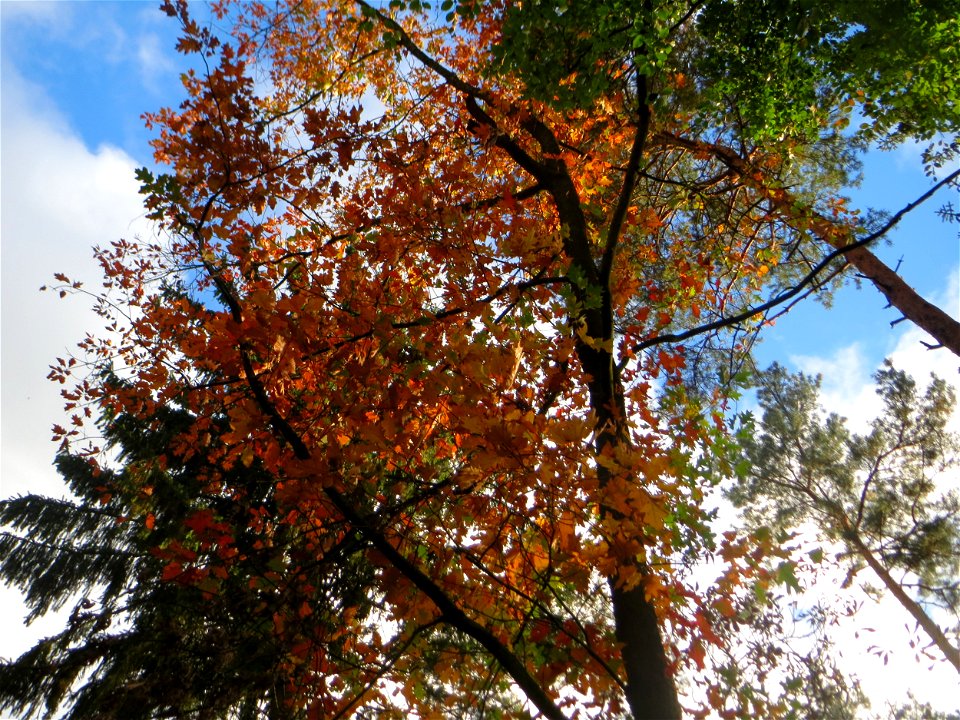 Rot-Eiche (Quercus rubra) im Landschaftsschutzgebiet „Drahtzugweiher und das Habsterwiesental“ in Alt-Saarbrücken - Ursprung: Nord-Amerika