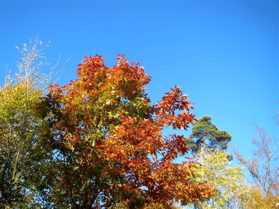 Roteiche (Quercus rubra) in der Schwetzinger Hardt - Ursprung: Nordamerika - Anfang des 18. Jh. als Zierbaum eingeführt, seit Anfang des 20. Jh. forstwirtschaftlich genutzt
