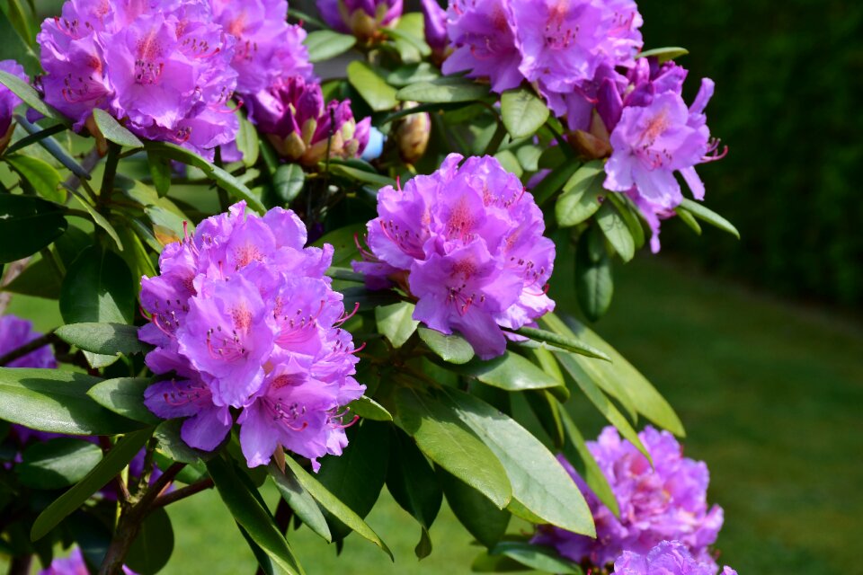 Spring nature bush