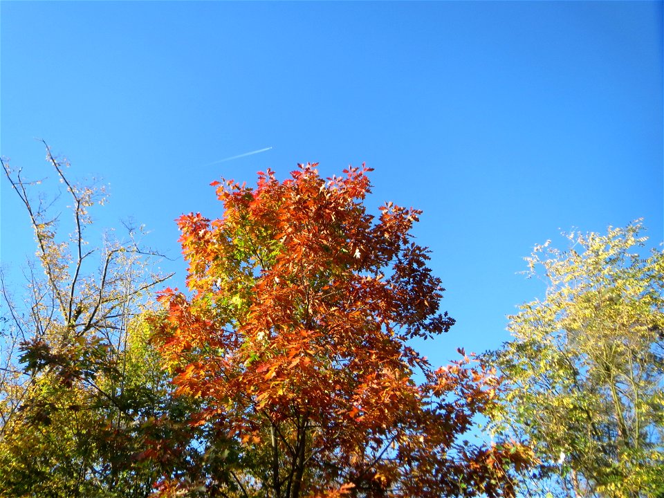 Roteiche (Quercus rubra) in der Schwetzinger Hardt - Ursprung: Nordamerika - Anfang des 18. Jh. als Zierbaum eingeführt, seit Anfang des 20. Jh. forstwirtschaftlich genutzt
