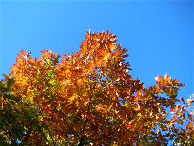 Roteiche (Quercus rubra) in der Schwetzinger Hardt - Ursprung: Nordamerika - Anfang des 18. Jh. als Zierbaum eingeführt, seit Anfang des 20. Jh. forstwirtschaftlich genutzt