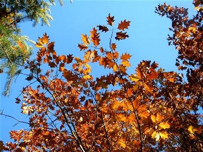 Roteiche (Quercus rubra) in der Schwetzinger Hardt - Ursprung: Nordamerika - Anfang des 18. Jh. als Zierbaum eingeführt, seit Anfang des 20. Jh. forstwirtschaftlich genutzt