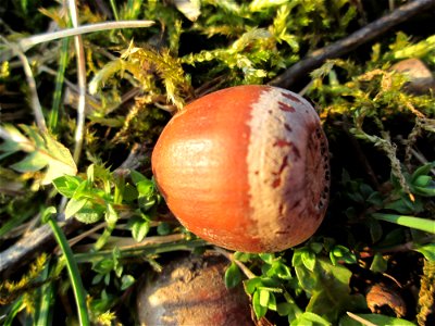 Frucht der Roteiche (Quercus rubra) - gepflanzt als Zierbaum im Gartenschaupark Hockenheim