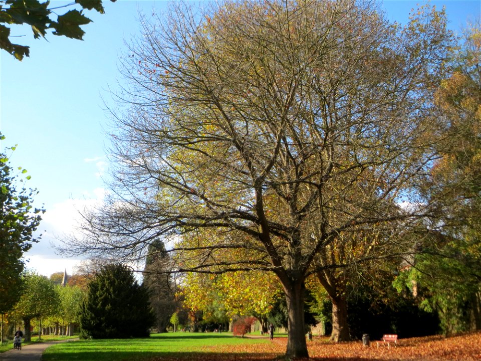 Roteiche (Quercus rubra) am Staden in Saarbrücken - mittlerweile blattlos