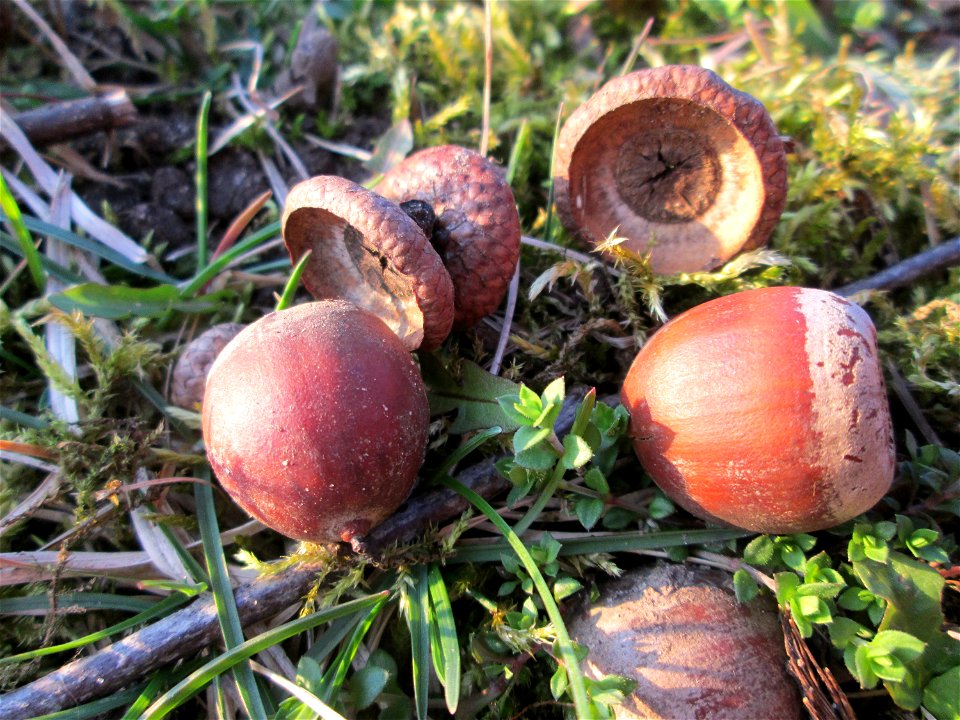 Frucht der Roteiche (Quercus rubra) - gepflanzt als Zierbaum im Gartenschaupark Hockenheim