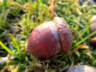 Frucht der Roteiche (Quercus rubra) - gepflanzt als Zierbaum im Gartenschaupark Hockenheim