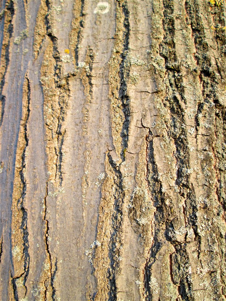Rinde der Roteiche (Quercus rubra) - gepflanzt als Zierbaum im Gartenschaupark Hockenheim