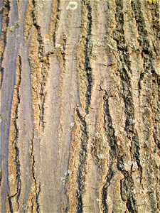 Rinde der Roteiche (Quercus rubra) - gepflanzt als Zierbaum im Gartenschaupark Hockenheim