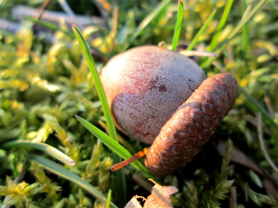 Frucht der Roteiche (Quercus rubra) - gepflanzt als Zierbaum im Gartenschaupark Hockenheim