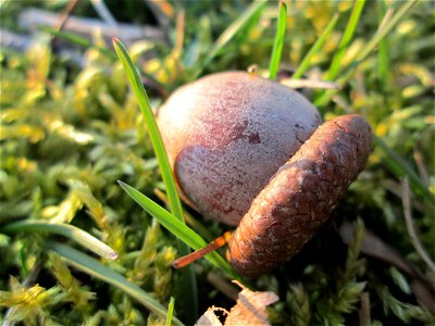 Frucht der Roteiche (Quercus rubra) - gepflanzt als Zierbaum im Gartenschaupark Hockenheim