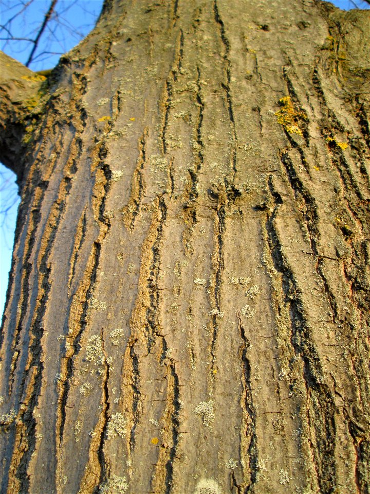 Rinde der Roteiche (Quercus rubra) - gepflanzt als Zierbaum im Gartenschaupark Hockenheim