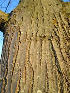 Rinde der Roteiche (Quercus rubra) - gepflanzt als Zierbaum im Gartenschaupark Hockenheim