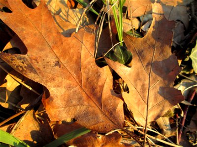Blätter der Roteiche (Quercus rubra) im Gartenschaupark Hockenheim